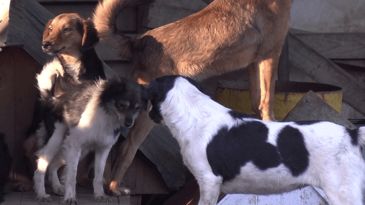 Barrio de perros still 1