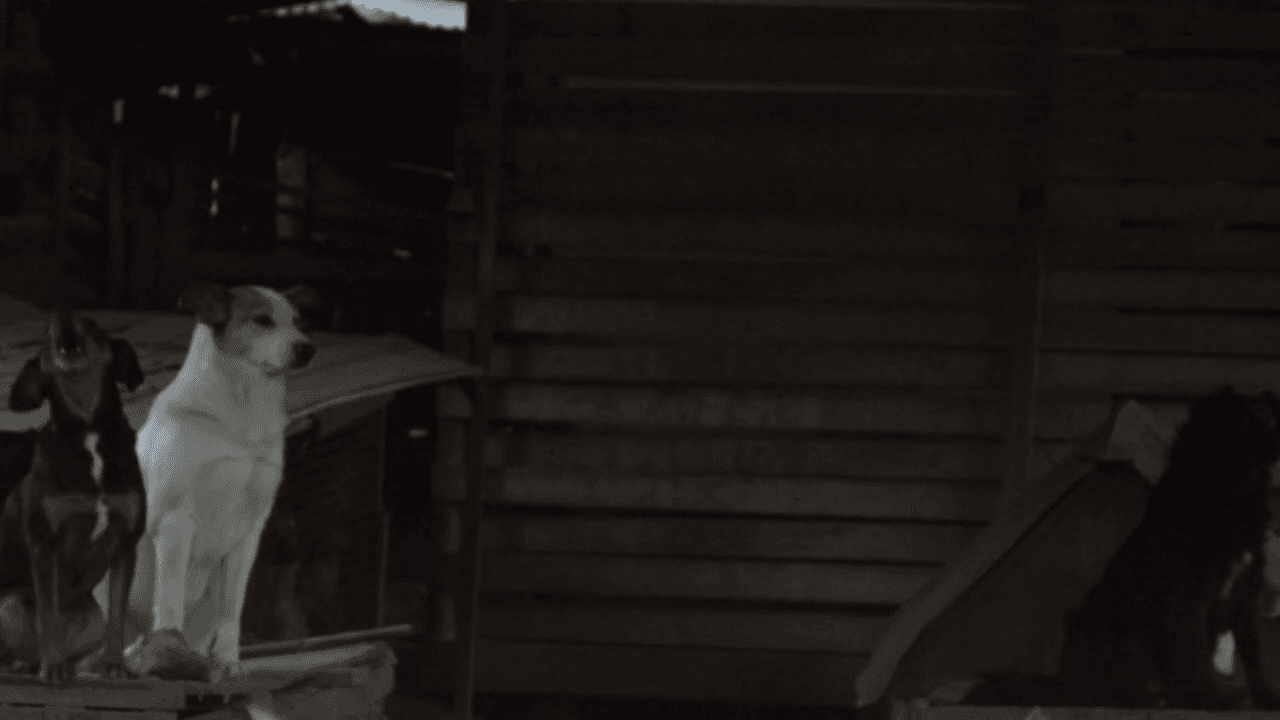 Barrio de perros still 2