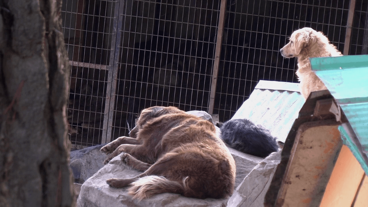 Barrio de perros still 3