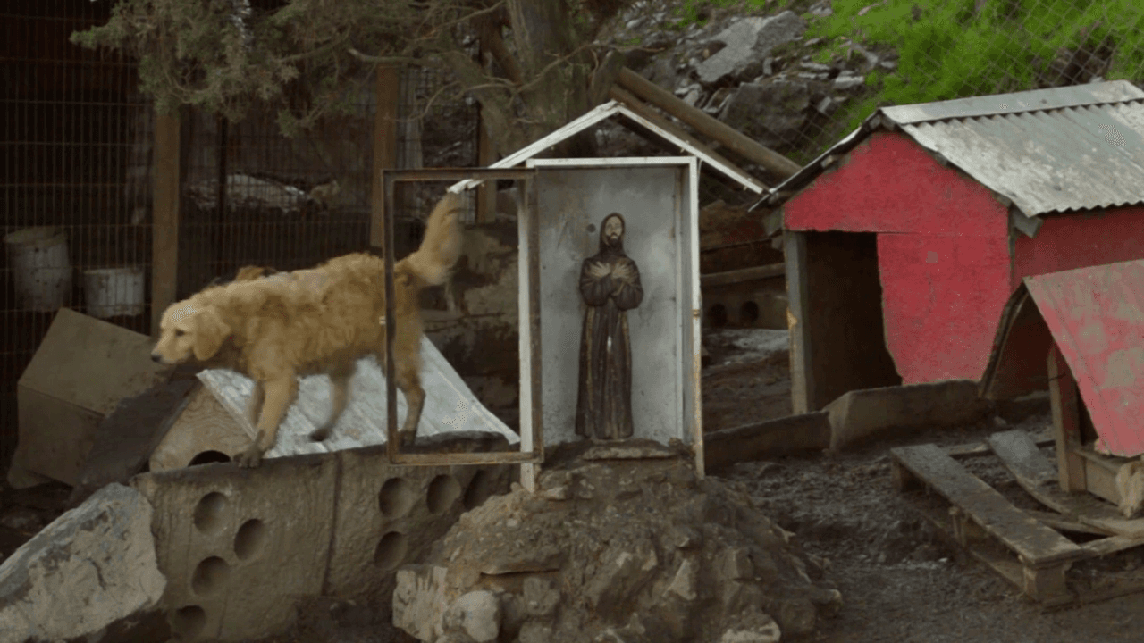 Barrio de perros still 4